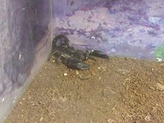 -上海大自然野生昆虫馆(东方明珠·爬宠昆虫探索中心)