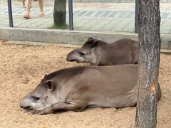 -西霞口神雕山野生动物世界
