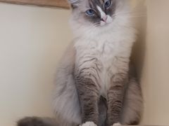 -滚猫咖啡·猫咖·猫友好撸猫(未来城店)