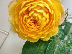 -中环花鸟鱼虫市场