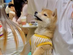 -逗柴咖啡屋·狗咖猫咖宠物桌游