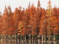 -白鹭湾湿地公园