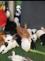 -萌宠亲子动物乐园(槐房万达店)