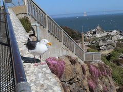 -阿尔卡特拉斯岛