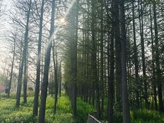 -上海长兴岛郊野公园