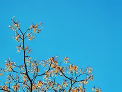 -树山生态村