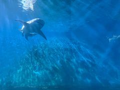 -北戴河圣蓝海洋公园