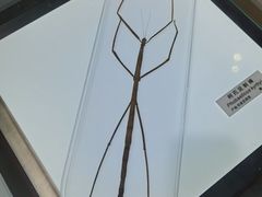 -上海昆虫博物馆