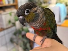 -吉丁鸟咖·异宠·寄养