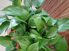 -额尔敦传统涮(光明路店)