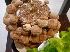 活体香菇-煲王粤菜餐厅(中侨中心店)