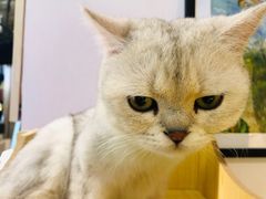 -喵屿·大理花园猫咖