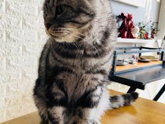 -平行世界·猫咖(首经贸店)