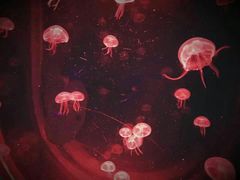 -暹罗海洋世界