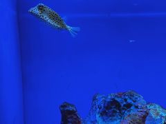 -上海海洋水族馆