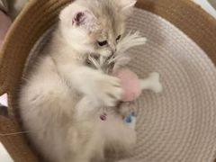 -猫十亿·布偶金渐层·曼基康矮脚猫舍(青年路店)