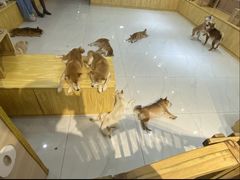 -柴源莊·柴小宠柴犬咖啡