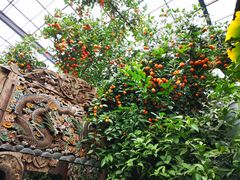-呀路古热带植物园