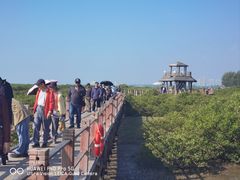 -北海金海湾红树林生态旅游区