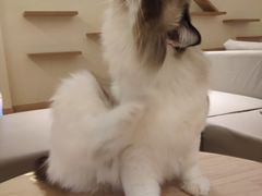 -猫腻·猫咖·撸猫馆(星光大道店)