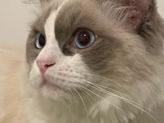 -lincat·猫舍(广州店)