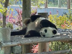 -西霞口神雕山野生动物世界