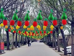 -莱阳濯村樱花园