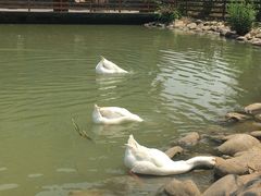 -田园东方蜜桃村的田野营地