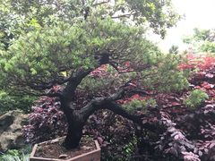 -十八棵（老龙井）御茶园(老龙井店)