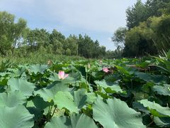 -陈家山荷花公园