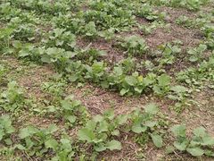 -汉长安城未央宫国家考古遗址公园