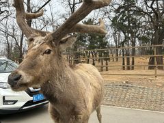 -秦皇岛野生动物园