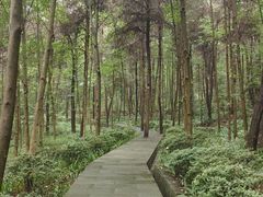 -铁山坪森林公园