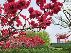 -大望京公园