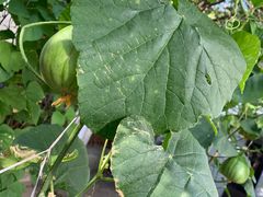 -上海普陀区机动车检测站第十一机动车安全检测站