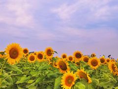 -光明小镇欢乐田园