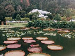 -槟城植物园
