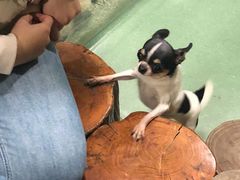 -藦茜花园宠物主题亲子互动体验馆(国顺东路店)