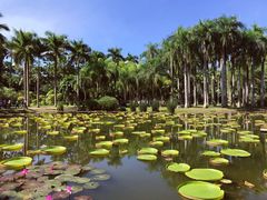 -中国科学院西双版纳热带植物园