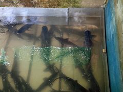 -姥家大锅台水库渔家