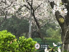 -武汉大学-樱园