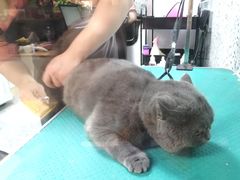 -小呆的宠物店·宠物售卖·宠物寄养(城西店)