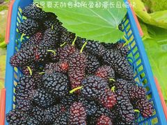 -御林古桑园