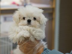 -翊宠yipet猫狗购宠庄园犬舍•猫舍