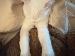 -美美宠物诊疗中心·异宠·骨科(滨江东信分院)