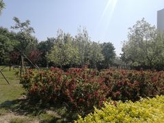 -大望京公园