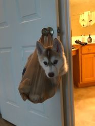 点击看大图 -飛凡TATTOO纹身•原创