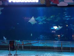 -烟台海昌鲸鲨海洋公园