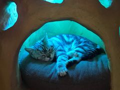 -猫猫幼稚园·撸猫·桌游·电玩