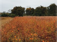 -广东花都湖国家湿地公园